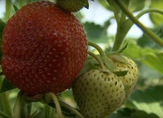 VIDEO: Ventspils tirgū nopērkamas jau pirmās Latvijā audzētās zemenes