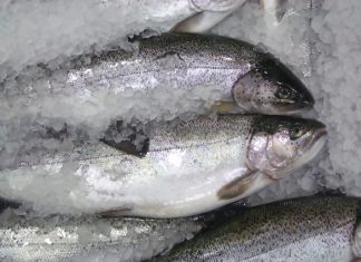 Zvejas uzņēmums Verģi pērn par 8% kāpinājis apgrozījumu