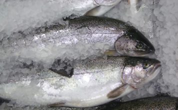 Zvejas uzņēmums Verģi pērn par 8% kāpinājis apgrozījumu