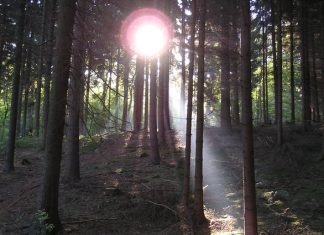 Ances pagastā ugunsdzēsēji no meža izved apmaldījušos sēņotāju