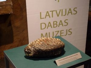 Autors: Latvijas Dabas muzejs