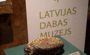 Ventspils pusē atrasts mamuta zobs
