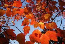 Rudens lapu vākšanas akcija sākusies agrāk nekā citus gadus