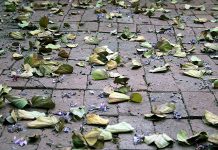 Otrdien pūtīs stiprs ziemeļu vējš, vakarā atkal līs