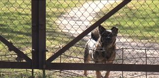 Noderīga informācija par suņu čipošanu