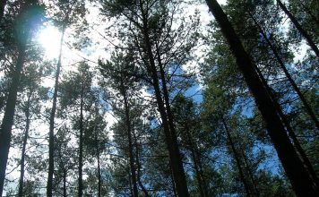 Nedēļas vidū Ventspilī gaiss iesils līdz +12 grādiem