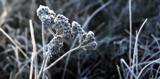 Naktī uz pirmdienu gaidāms sals līdz -2 grādiem