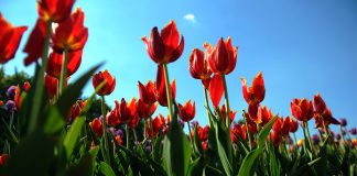 Nedēļas vidus būs lietains, bet brīvdienās atkal būs saulains un silts laiks