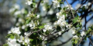 Ceturtdiena lielākoties būs saulaina