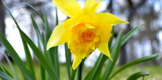 Šonakt dažviet piekrastē sals sasniedza pat -6 grādus, dienā iesils līdz pat +10 grādiem