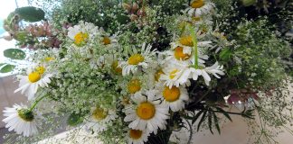 Jāņi gaidāmi ar vēsiem laika apstākļiem un īslaicīgu lietu