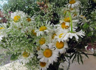 Jāņi gaidāmi ar vēsiem laika apstākļiem un īslaicīgu lietu