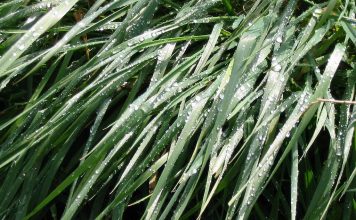 Trešdien ilgstoši līs, taču diena būs silta