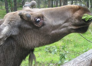 Alnis Līgo svētkos izskrienas pa Ventspils ielām