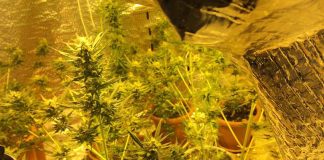 Ventspilī policija likvidē marihuānas audzētavu