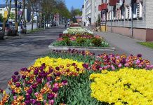 Rudenī Ventspils puķu dobes papildinās 141 000 jauni sīpolpuķu sīpoli