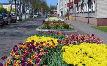 Rudenī Ventspils puķu dobes papildinās 141 000 jauni sīpolpuķu sīpoli