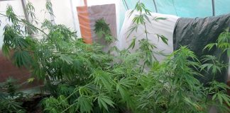 Policija Ventspilī likvidējusi marihuānas audzētavu, aizturēts tās “saimnieks”