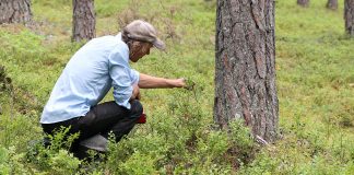 Puzes pagasta mežā apmaldījušās trīs sievietes