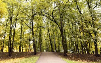 Atvasara turpināsies arī šonedēļ. Sola īpaši krāšņu zelta rudeni