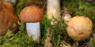 Diena būs apmākusies, taču bez nokrišņiem un silta