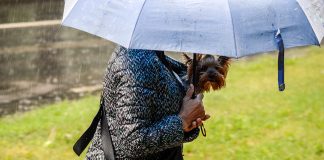 Diena būs apmākusies, iespējams īslaicīgs lietus