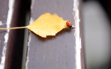 Ventspilnieks.lv viedoklis: Kad kļavu lapas sārtojas