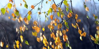 Brīvdienās gaidāma atvasara