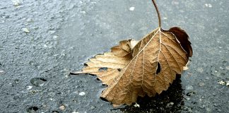 Šodien īslaicīgi līs, taču bieži uzspīdēs saule un būs rudenīgi silts