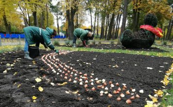 Ventspils parkos un skvēros stādīs 141 400 sīpolpuķu sīpolus