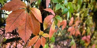 Šonedēļ iestāsies pilnīgs rudens: bieži līs, pastiprināsies arī vējš