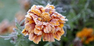 Šonakt Ventspilī gaisa temperatūra noslīdēja līdz -1 grādam