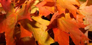 Ceturtdien valdīs zelta rudens