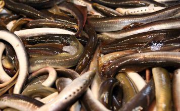 Ventā pie Ventspils atkal izvelk nelegālus nēģu murdus