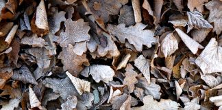 Arī ceturtdiena būs apmākusies, vakarā lietus mīsies ar slapju sniegu