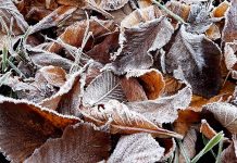 Rudens lapu savākšanas akcijā nodoti 13 000 maisu