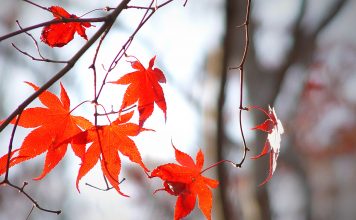 Šodien visu dienu līs