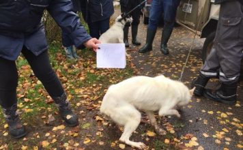 Mēslos, mitrumā un badā: “Haskiju parkā” Zirās izņem 26 suņus (FOTO)