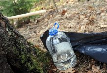 Neticami! Latvijā jau tek kļavu sulas, zied puķes un lido dzērves