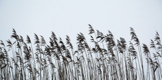 Nedēļas nogalē atkal gaidāms sals