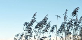 Ceturtdiena būs saulaina un ar nelielu salu