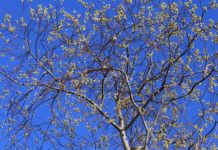 Diena būs lielākoties saulaina un silta