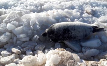 VIDEO: Ventspils pludmalē neierasti daudz roņu mazuļu