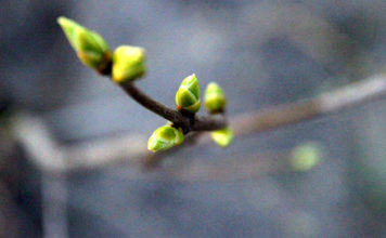 Maija mēneša pirmā diena būs silta, taču tuvosies jauna nokrišņu zona