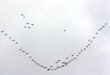 Diena atkal būs lielākoties mākoņaina, taču bez nokrišņiem