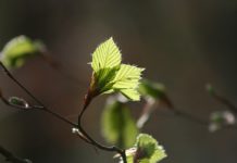 Ventspils pilsētā šopavasar plāno iestādīt vairāk nekā 100 jaunu koku