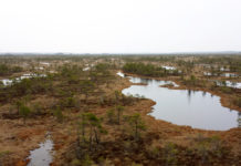 Drošības apsvērumu dēļ nojauc Vasenieku purva takas skatu torni