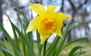 Svētdiena būs vasarīgi saulaina, silta un sauca diena