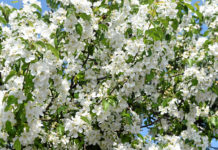 Svētdiena būs saulaina