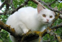 Parka ielā ugunsdzēsēji steidz palīgā no koka nocelt kaķi